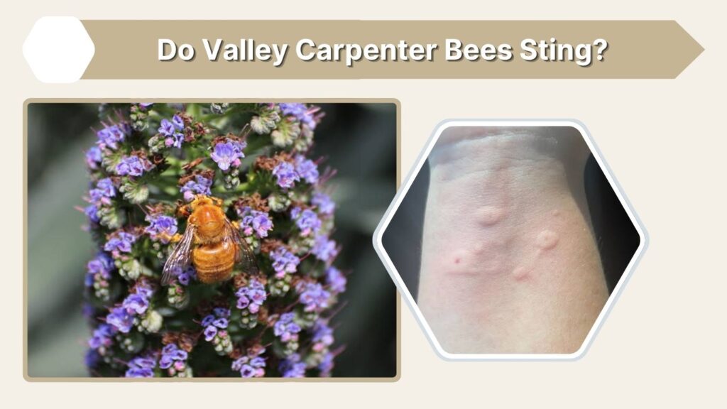 Do Valley Carpenter Bees Sting?
