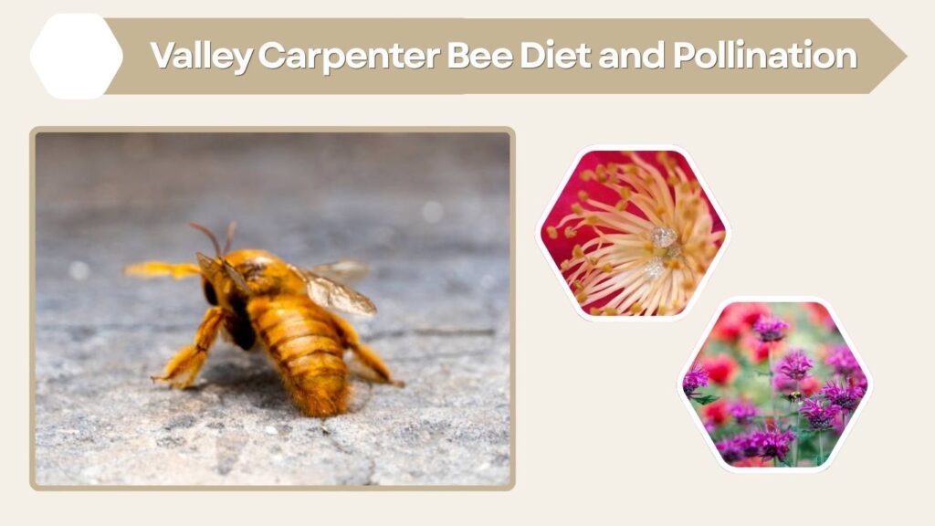 Valley Carpenter Bee Diet and Pollination