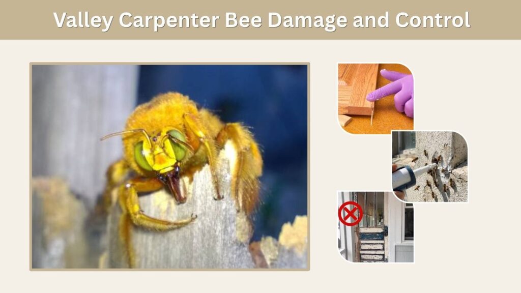 Valley Carpenter Bee Damage and Control