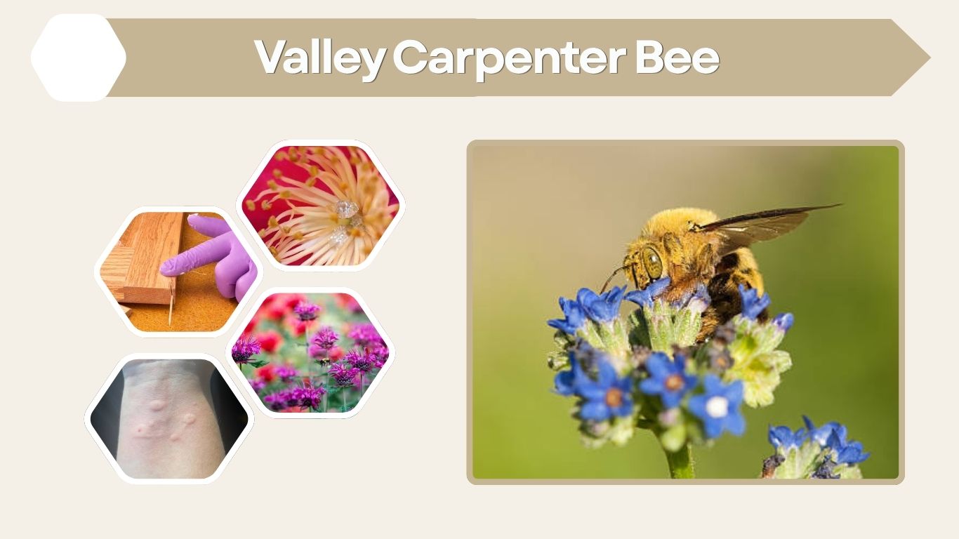 Valley Carpenter Bee: Identification, Sting, Size & Facts