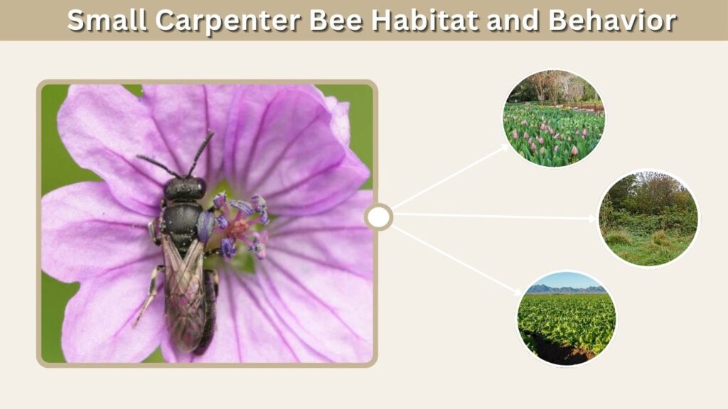Small Carpenter Bee Habitat and Behavior