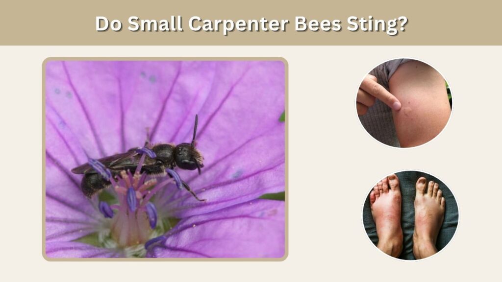 Do Small Carpenter Bees Sting?