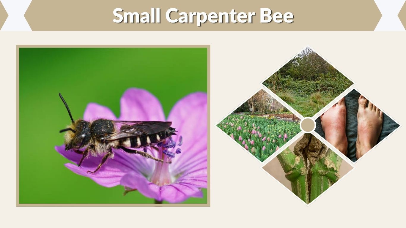 Small Carpenter Bee: Identification, Sting, Nest & Facts