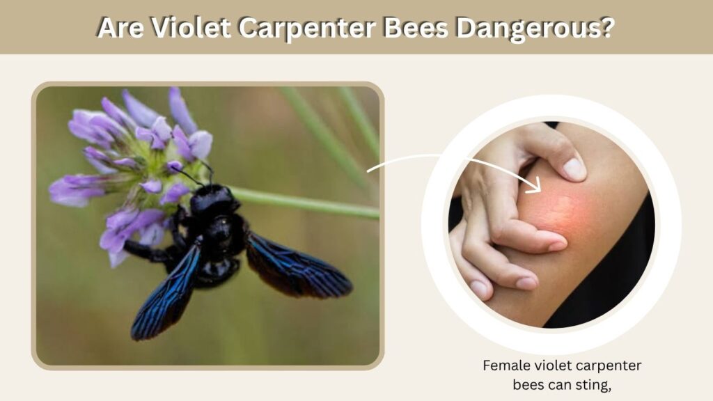 Are Violet Carpenter Bees Dangerous?