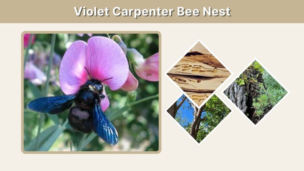 Violet Carpenter Bee Nest