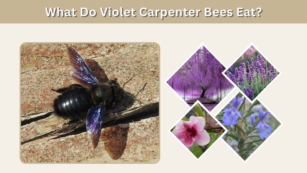 What Do Violet Carpenter Bees Eat?