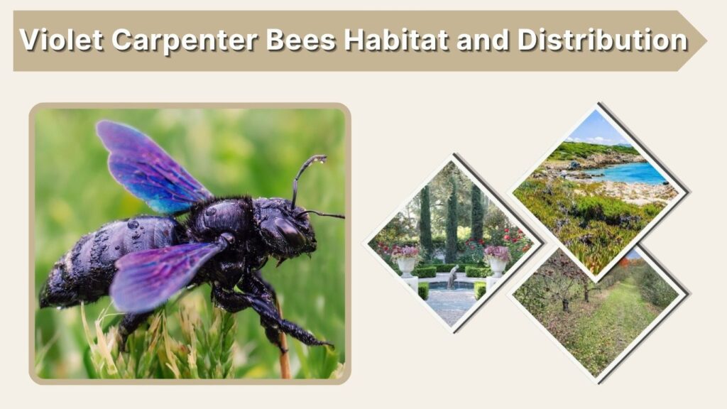 Violet Carpenter Bees Habitat and Distribution