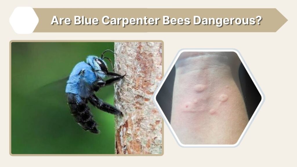 Are Blue Carpenter Bees Dangerous?