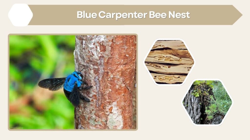 Blue Carpenter Bee Nest