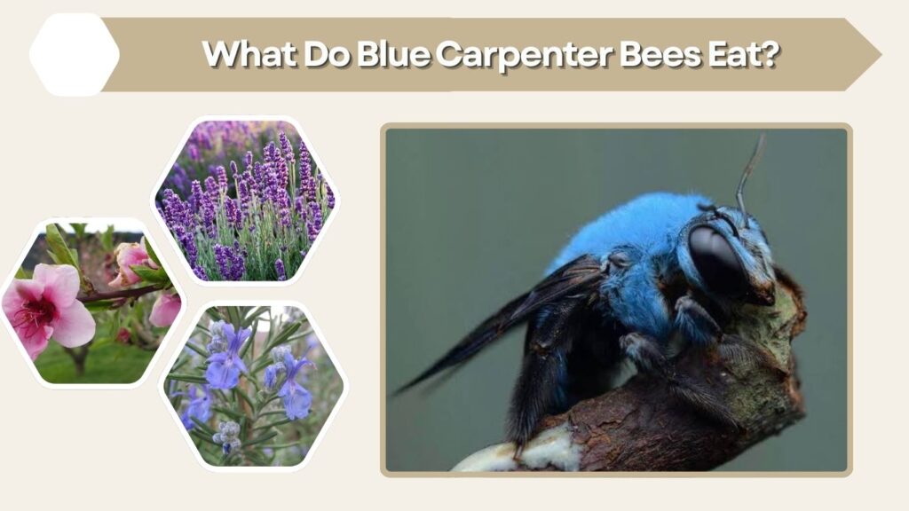 What Do Blue Carpenter Bees Eat?