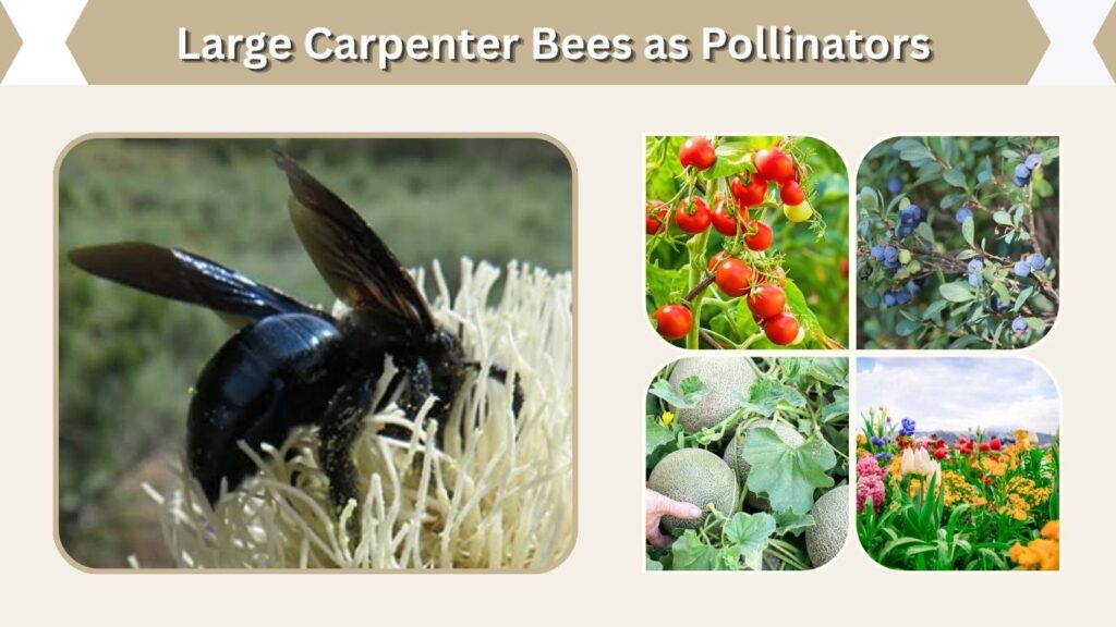 Large Carpenter Bees as Pollinators