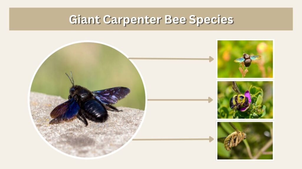 Giant Carpenter Bee Species