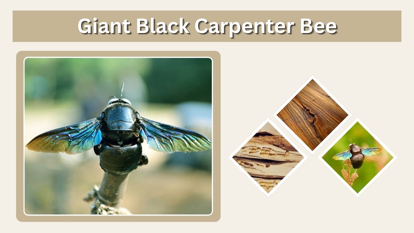 Giant Black Carpenter Bee: Size, Sting, Facts & ID