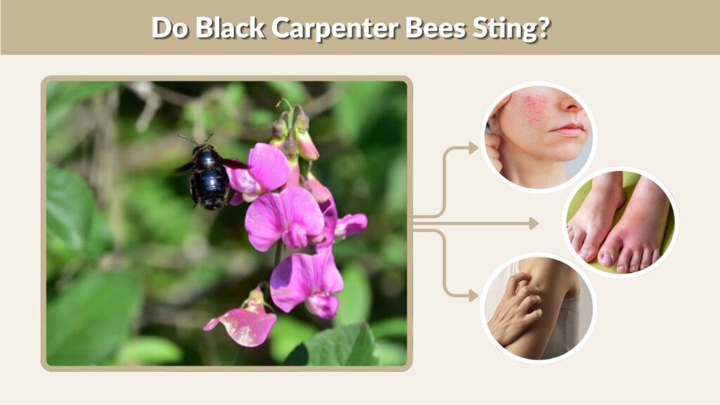 Do Black Carpenter Bees Sting?