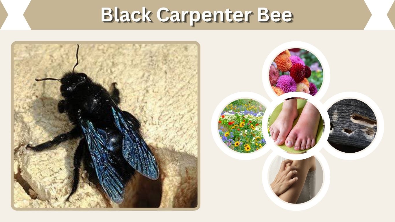 Black Carpenter Bee: Identification, Sting, Size, Nest & Facts