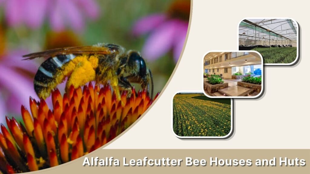 Alfalfa Leafcutter Bee Houses and Huts