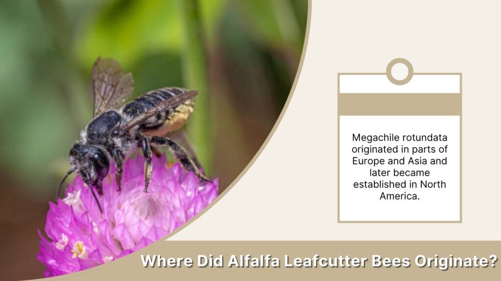 Where Did Alfalfa Leafcutter Bees Originate?