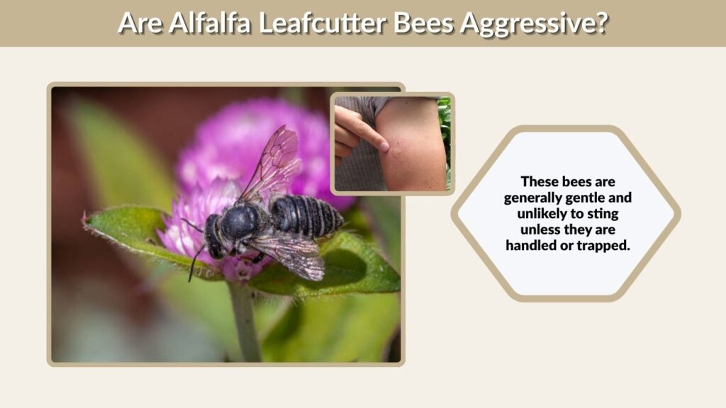 Are Alfalfa Leafcutter Bees Aggressive?