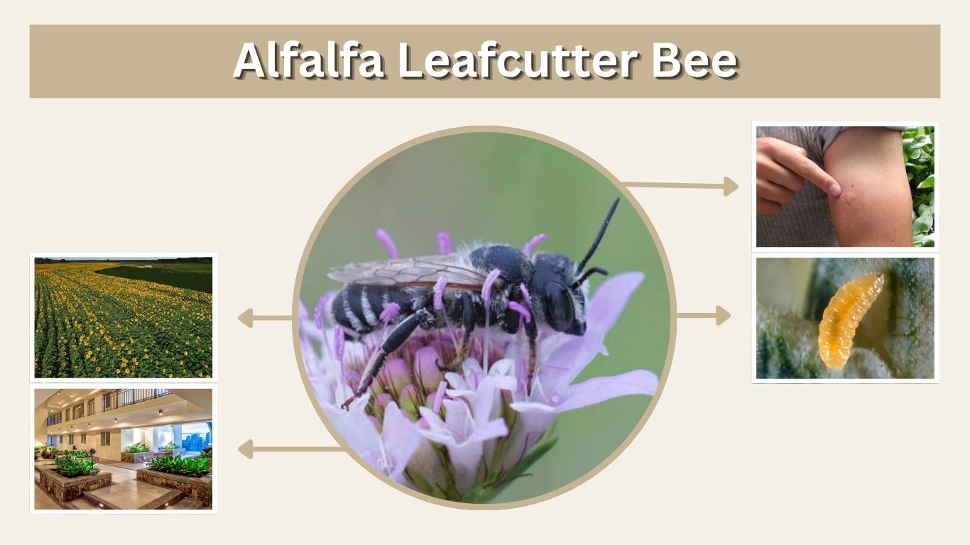 Alfalfa Leafcutter Bee: Life Cycle, Pollination, Nesting & Management