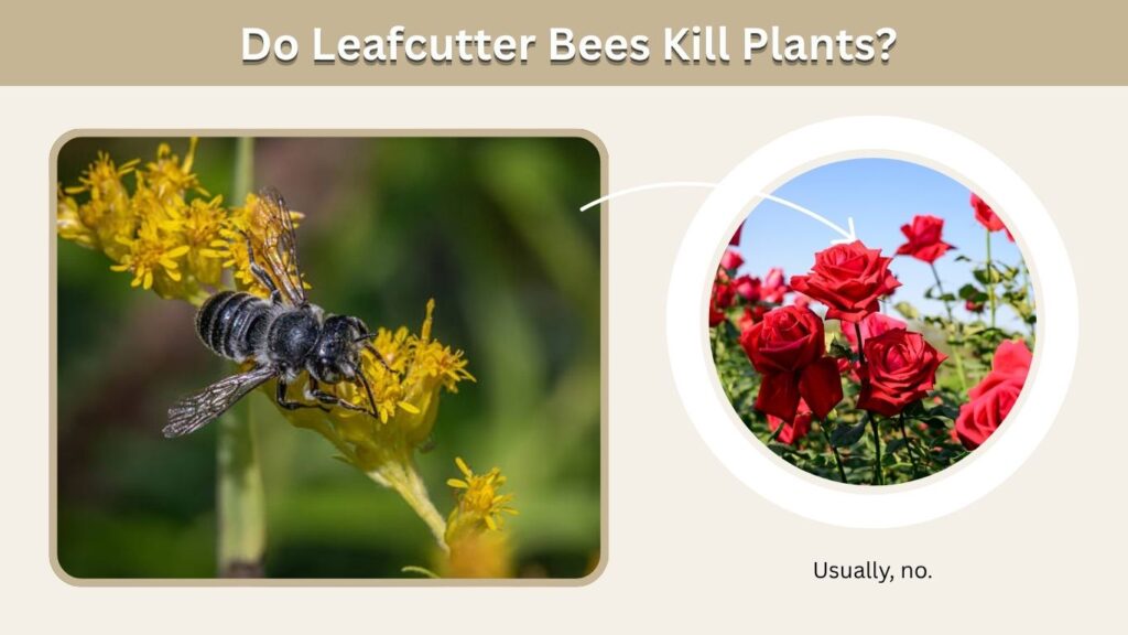 Do Leafcutter Bees Kill Plants?