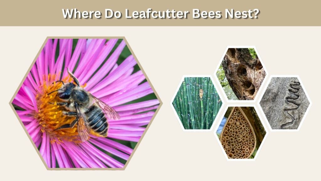 Where Do Leafcutter Bees Nest?