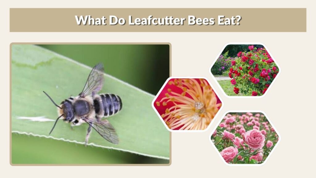 What Do Leafcutter Bees Eat?