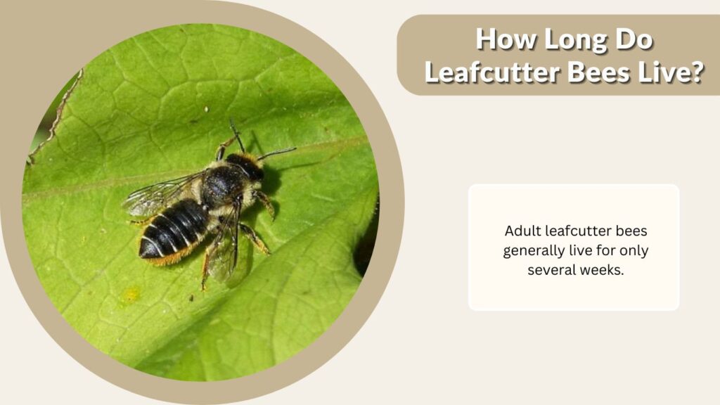How Long Do Leafcutter Bees Live?