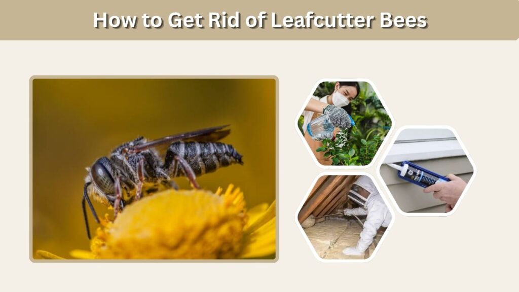 How to Get Rid of Leafcutter Bees