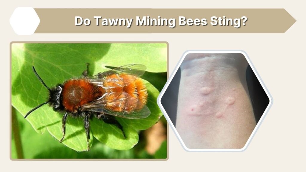 Do Tawny Mining Bees Sting?