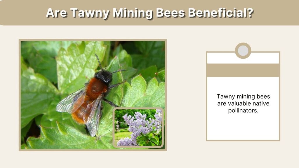 Are Tawny Mining Bees Beneficial?