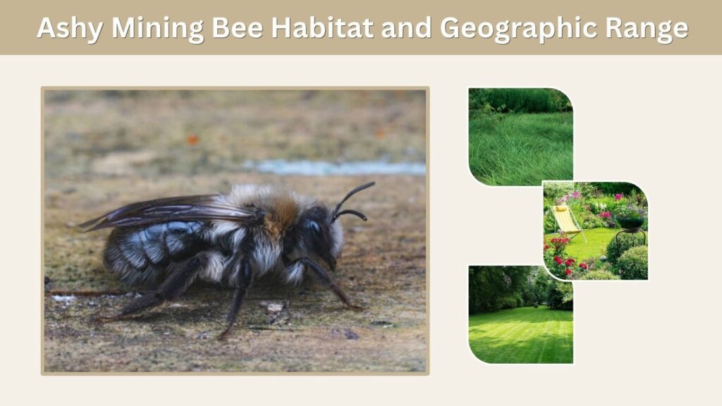 Ashy Mining Bee Habitat and Geographic Range