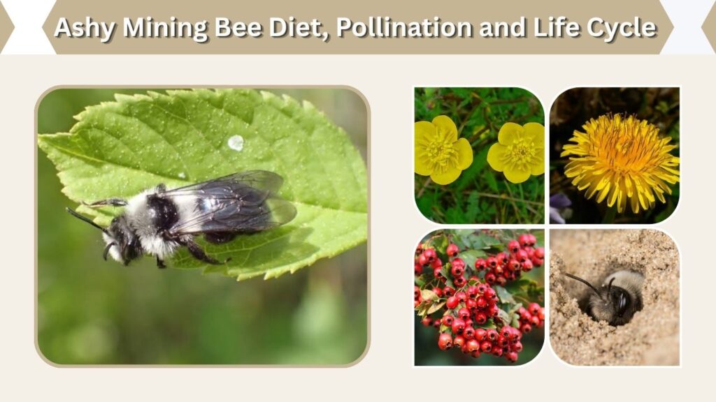 Ashy Mining Bee Diet, Pollination and Life Cycle