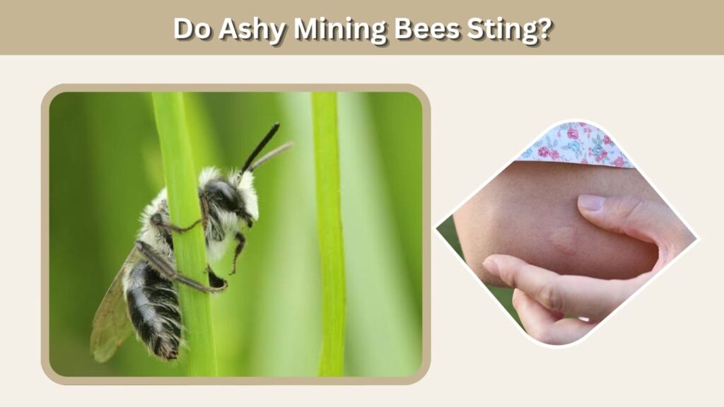 Do Ashy Mining Bees Sting?