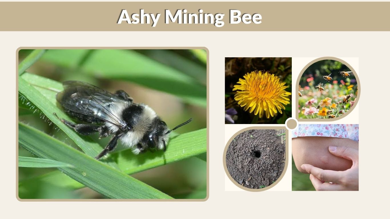 Ashy Mining Bee: Identification, Nest, Sting and Facts