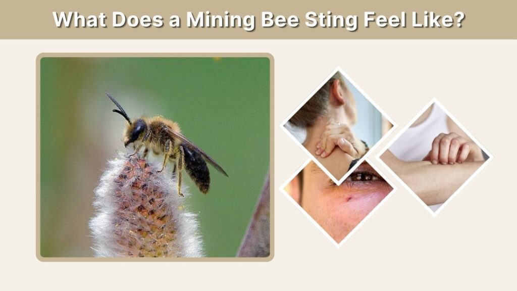 What Does a Mining Bee Sting Feel Like?