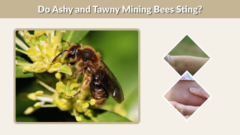 Do Ashy and Tawny Mining Bees Sting?