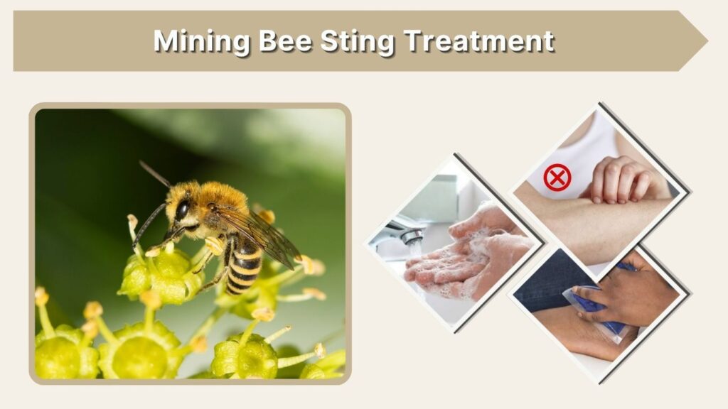 Mining Bee Sting Treatment