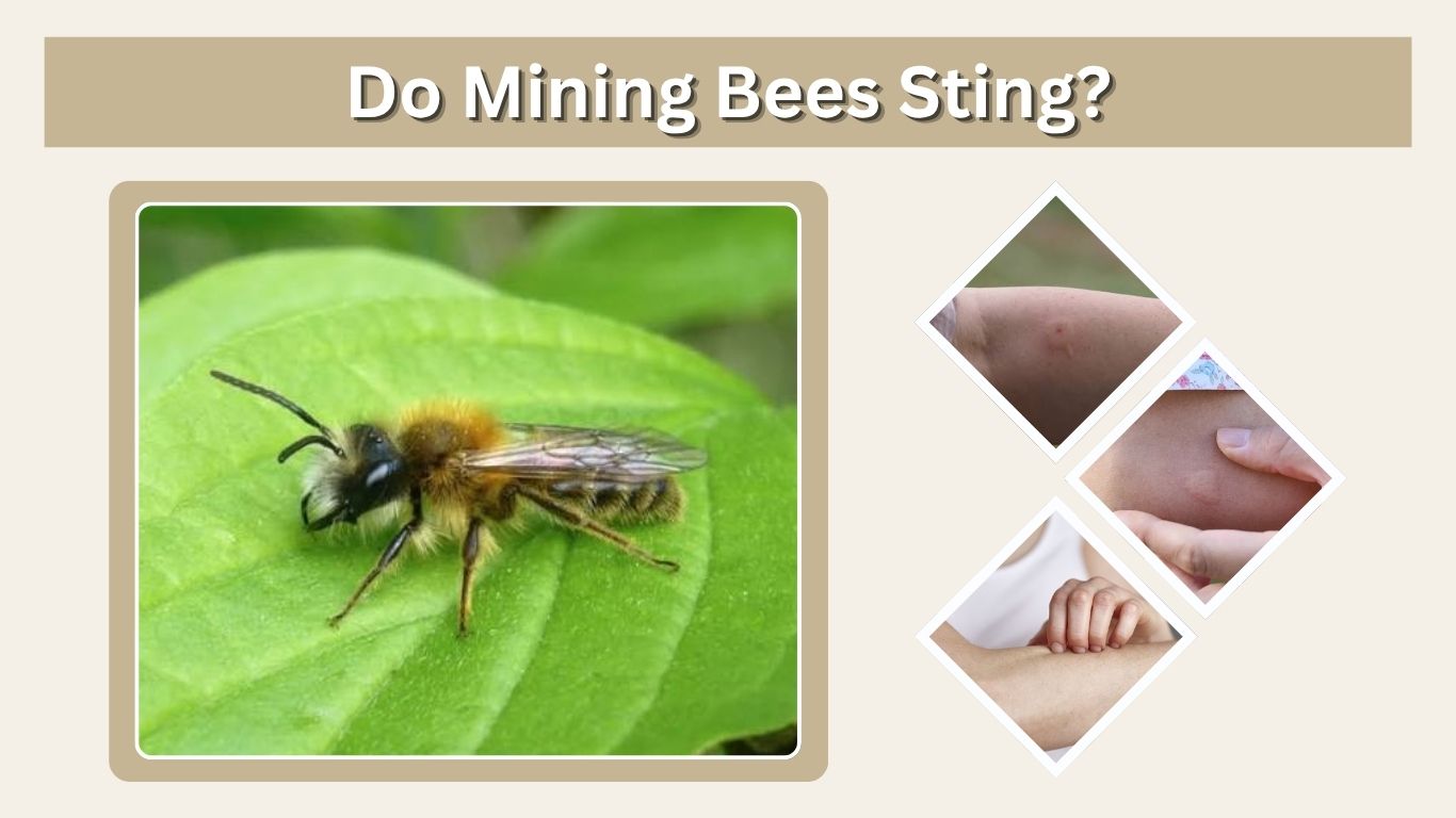 Do Mining Bees Sting? Risks, Symptoms and Treatment