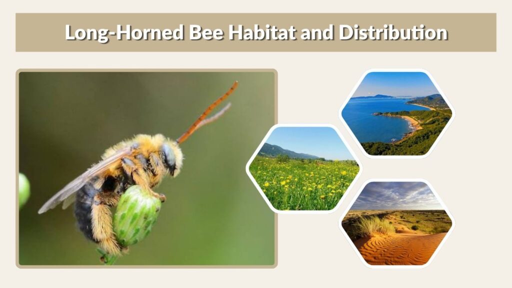 Long-Horned Bee Habitat and Distribution