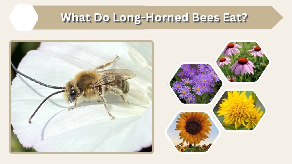What Do Long-Horned Bees Eat?