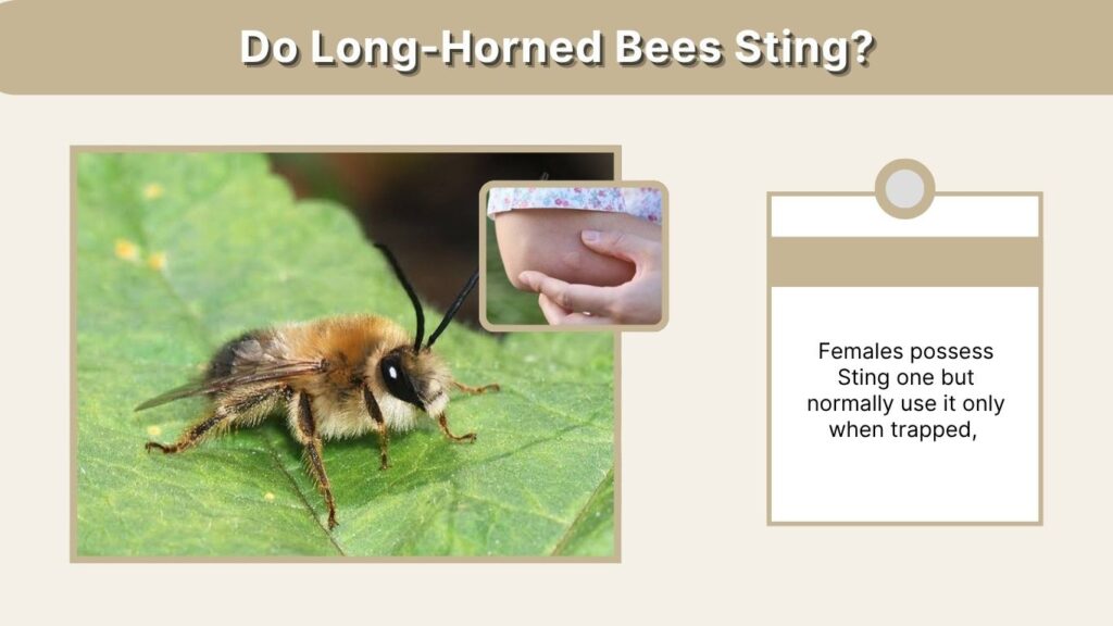 Do Long-Horned Bees Sting?