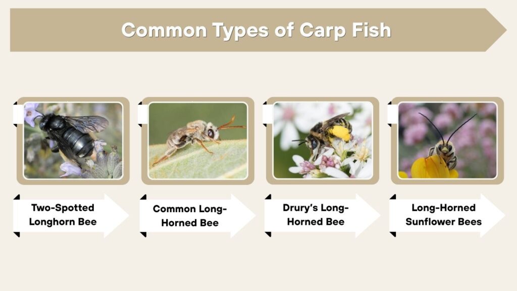 Common Types of Long-Horned Bees