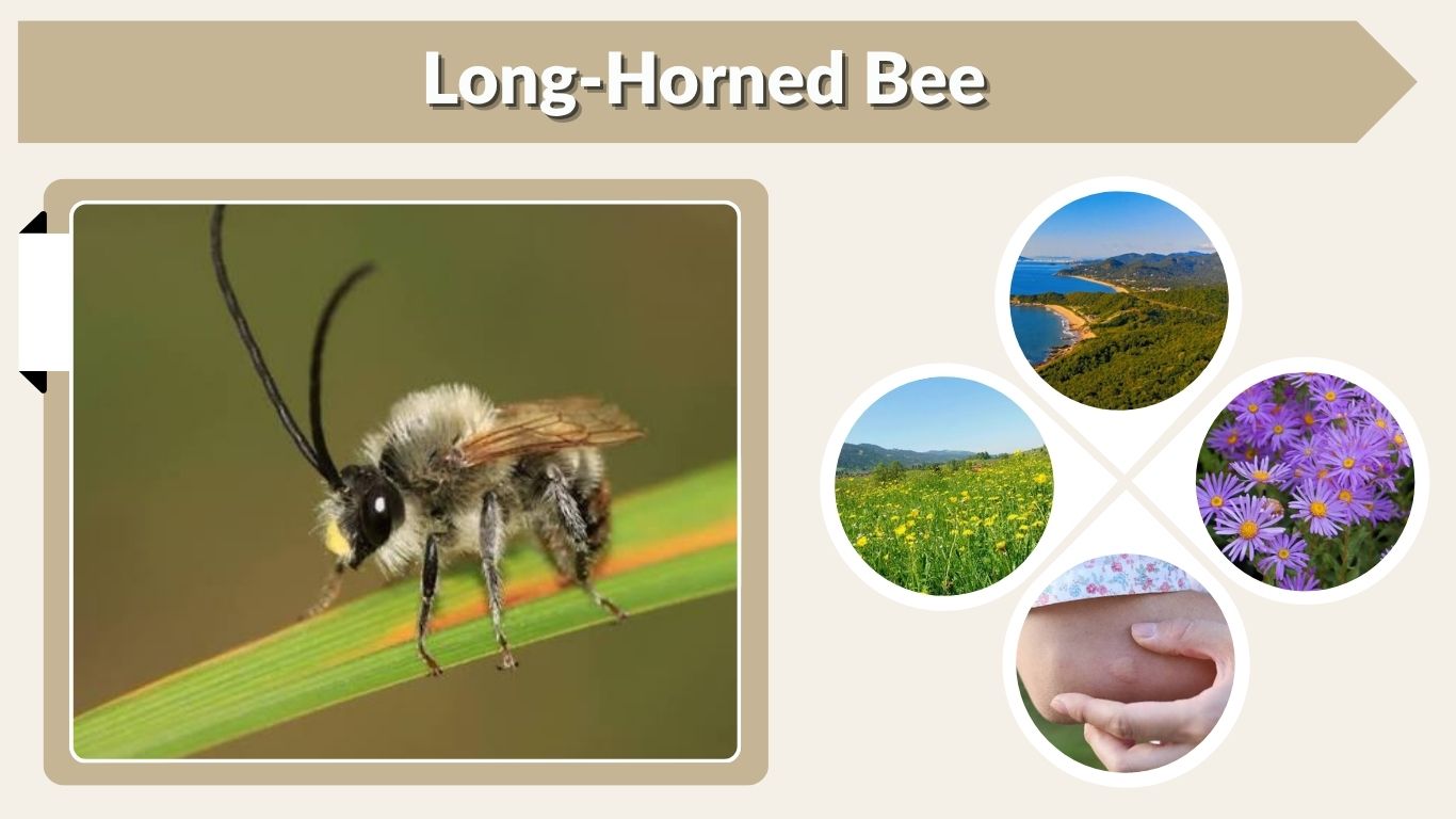 Long-Horned Bee: Identification, Habitat, and Facts