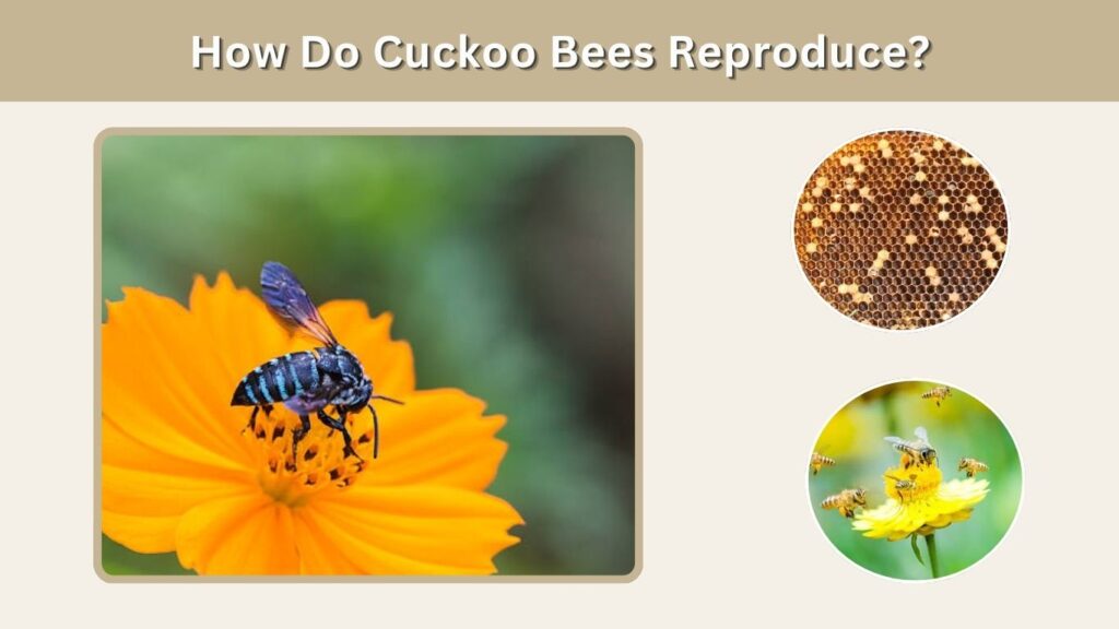How Do Cuckoo Bees Reproduce?