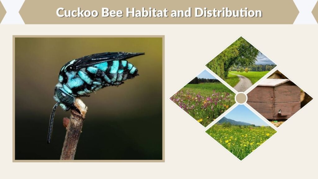 Cuckoo Bee Habitat and Distribution