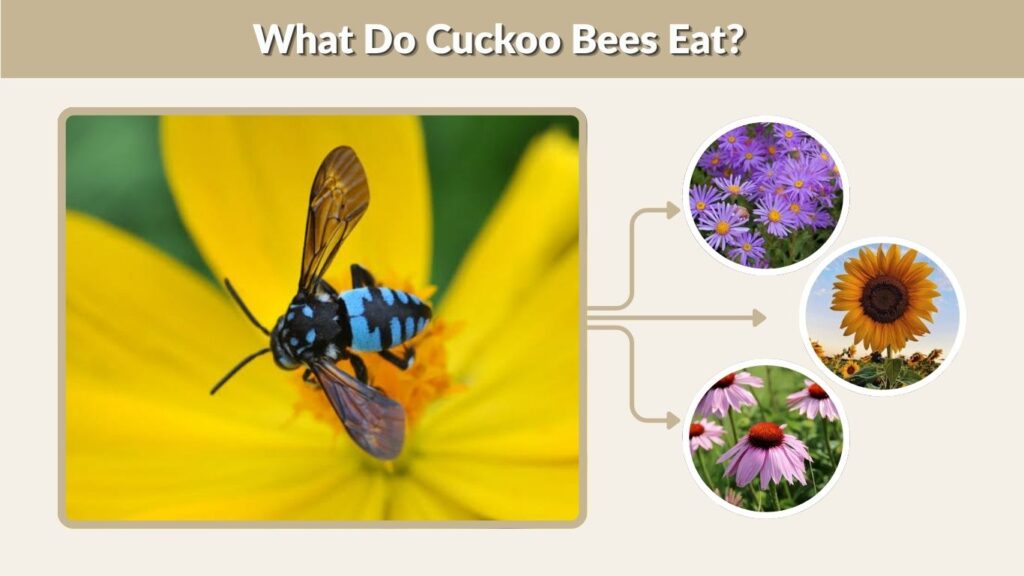 What Do Cuckoo Bees Eat?
