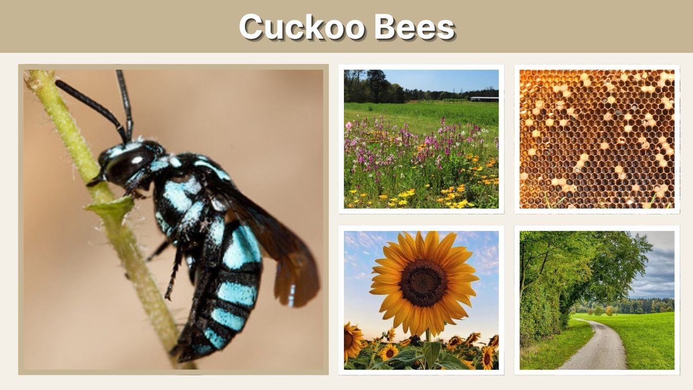 Cuckoo Bees: Identification, Life Cycle, and Facts