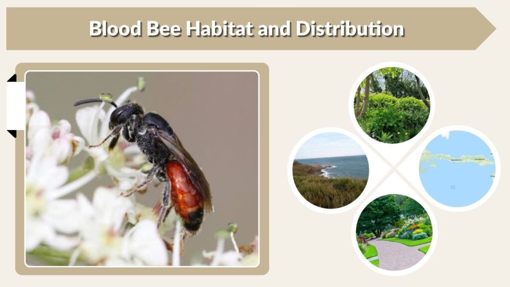 Blood Bee Habitat and Distribution
