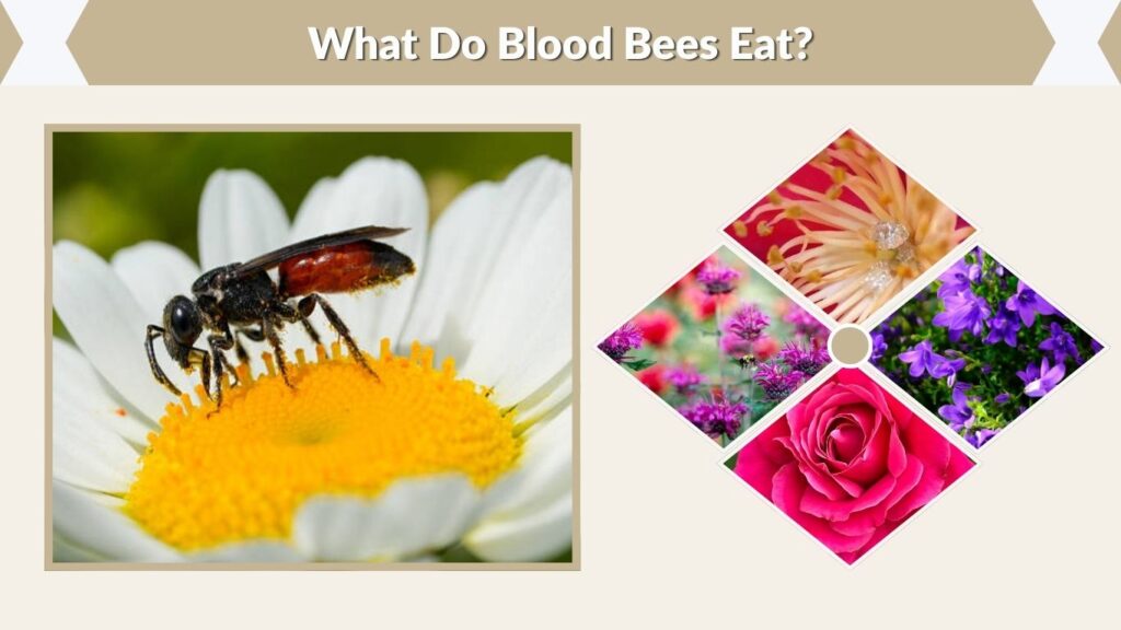 What Do Blood Bees Eat?