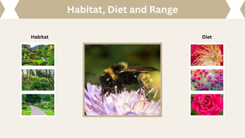 Habitat, Diet and Range